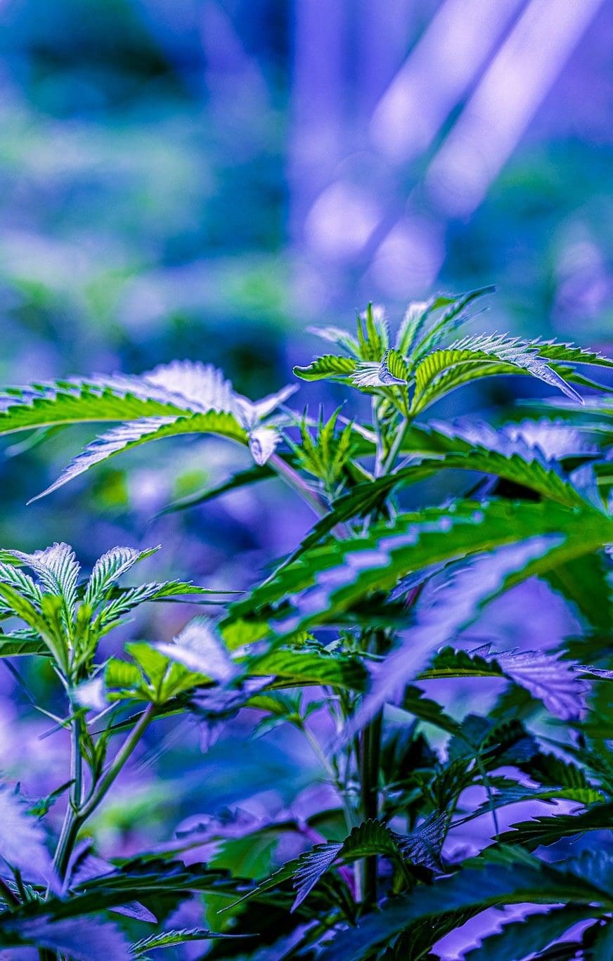 growing techniques (4)