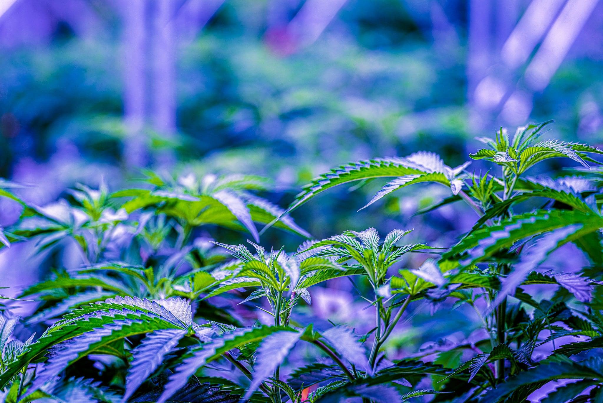 growing techniques (4)